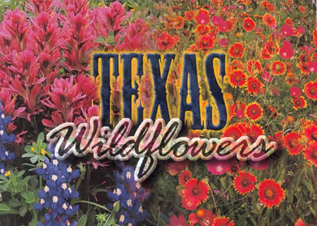 Texas Flowers